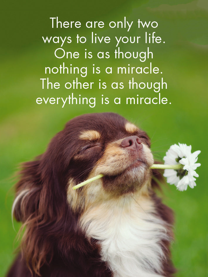 24 Animal Affirmation Cards + Stand - Puppy Love