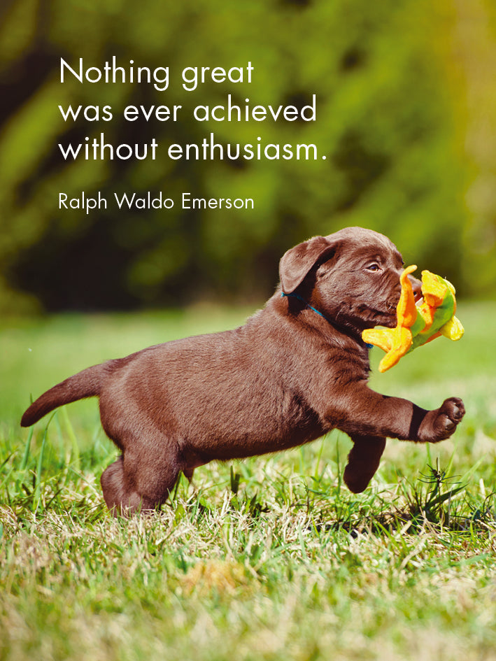 24 Animal Affirmation Cards + Stand - Puppy Love