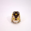 Studio Ghibli Plush: My Neighbor Totoro - Fluffy Cat Bus (S)